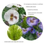 2 x Artificial Rattan Patio Planters Purple and White Faux Silk Pansies with Conifer/Cedar Topiary ideal for Home, Patio, Garden Outdoor Living 60cm/23.5in - Image 2